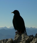 Avatar von GrazerHans