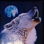 Benutzerbild von Wolfsblut