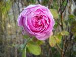 Benutzerbild von RosaT