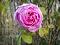 RosaT
