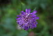 361Blume_am_Wegesrand.jpg